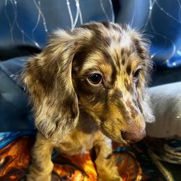 Brogan - Dachshund
