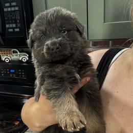 Ocean - Blue male German Shepherd puppy in Watervliet, Michigan from M&M Shepherd Farms