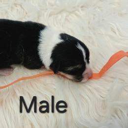 Orange male - Black and tan male Pembroke Welsh Corgi puppy in Wayne City, Illinois from Lash Livestock & Corgis