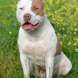 Malibu - American Bully