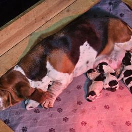 Boy 4 - Black white and brown male Basset Hound puppy in Denison, Texas from Emma Lou's Baby Bassets