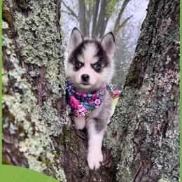 Mario - Wolf sable male Pomsky puppy in Venus, Pennsylvania from Hemlock Pines Pomsky