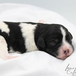 Bingo - Tri-color female Cavapoo puppy in Hendersonville, North Carolina from Grayfinn House