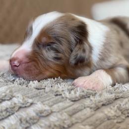 Boy 2 - Red merle male Australian Shepherd puppy in Oakridge, Oregon from Middle Fork Australian Shepherds