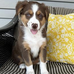 Toffie - Red tri female Miniature Australian Shepherd puppy in Shipshewana, Indiana from Shelli's Puppies