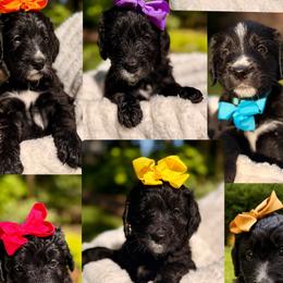 Bernedoodle puppies from NOB Bernedoodles