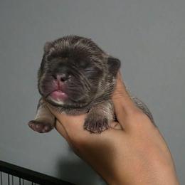 Female 2 - Tricolors female French Bulldog puppy in Warsaw, New York from Hillview Kennels