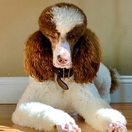 Poodles from NorCal Poodles