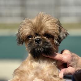 Lily - Shih Tzu
