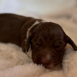 Briar - Piebald male Dachshund puppy in Wallingford, Kentucky from Hensley Homestead Dachshunds