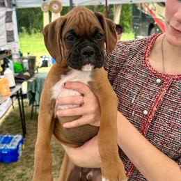 Green boy - Fawn male Boxer puppy in Forest City, Iowa from Mt Valley Boxers