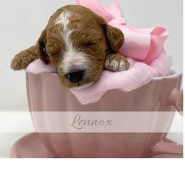 Lennox - Red  female Goldendoodle puppy in State Road, North Carolina from Must Love Doodles