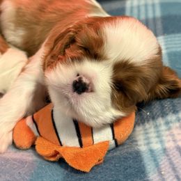 Girl 2 - Blenheim female Cavalier King Charles Spaniel puppy in Washington, North Carolina from Farmhouse Cavaliers NC