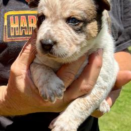 Girl 2 - Red speckled female Australian Cattle Dog puppy in Morton, Mississippi from Heart K Kennels