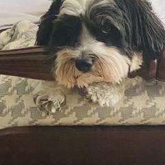 Cavachon All Grown Up from Clair’s Cavachon’s of Mid Coast Maine