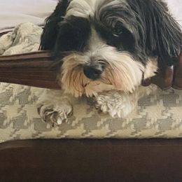 Cavachon All Grown Up from Clair’s Cavachon’s of Mid Coast Maine