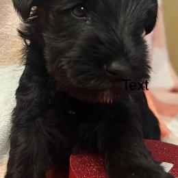 Female 2 - Black female Miniature Schnauzer puppy in Granville, Ohio from Shull Mini Schnauzers