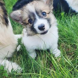 Wren - Sable female Pembroke Welsh Corgi puppy in Warrensburg, New York from The Adirondack Corgi