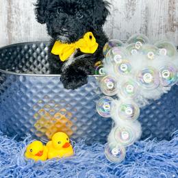 Rummi - Black and white male Bernedoodle puppy in Otisville, Michigan from Danie’s Darling Doodles LLC