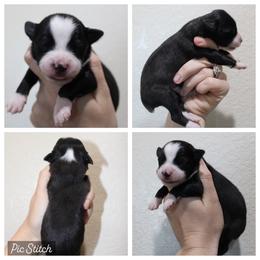 Lemon - Black tri male Miniature Australian Shepherd puppy in Iola, Texas from MK Aussies