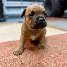 Male 3 - Red male Staffordshire Bull Terrier puppy in Lakeland, Florida from English Creek Staffords