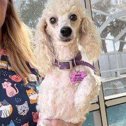 Eevee - Poodle