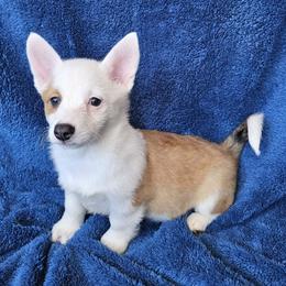 Miranda - Red and white female American Corgi puppy in Castle Rock, Washington from Heckman Corgis