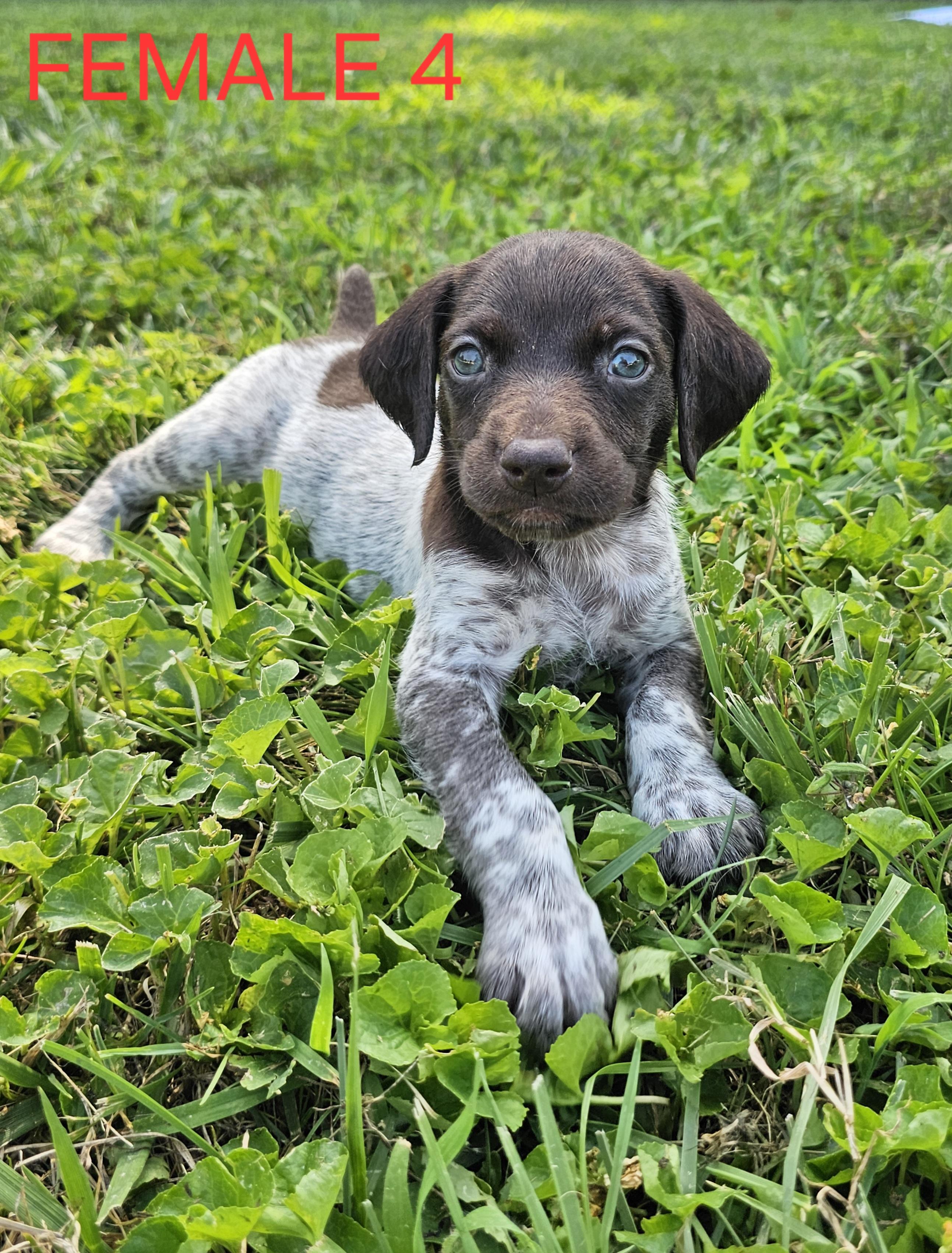 Gunner