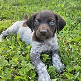 Gunner - German Shorthaired Pointer