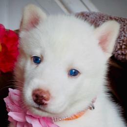 Winter - White female Siberian Husky puppy in Atlanta, Georgia from Lobban Huskies
