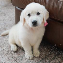 Miss Pink - Light golden female Golden Retriever puppy in Bedford, Indiana from Indiana Goldens