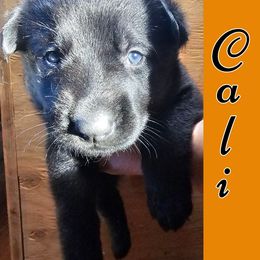 Girl 1 - Black German Shepherd puppy in Houlton, Maine from Black Beauty Shepherds