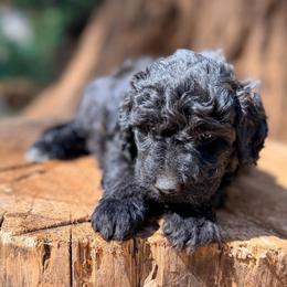 Panther - Black female Goldendoodle puppy in Pollock Pines, California from Penny Lane’s Doodles
