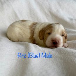 Ritz - Parti male Goldendoodle puppy in De Pere, Wisconsin from Kinzor Kennels