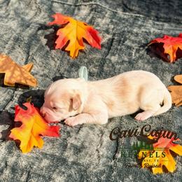 Light Blue - Oakley - male Cavapoochon puppy in Kountze, Texas from CaviCajun Kennels