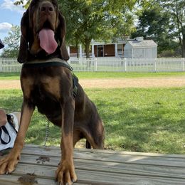 Australian Cattle Dog and Bloodhound All Grown Up from Hardiman’s Howlin’ Hounds