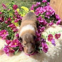 Ruby - Sable and white female Collie puppy in Carencro, Louisiana from Cajun Bayou's Collies LLC