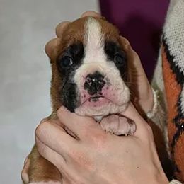 Patron - Boxer