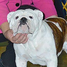 Olivia - Bulldog