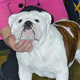 Olivia - Bulldog