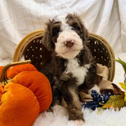 Binx - Brown and white male Aussiedoodle puppy in Taylor, Missouri from Pawsitively Doodles