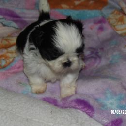 Shih Tzu Puppies from Diamond Mountain Shih Tzus