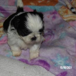 Shih Tzu Puppies from Diamond Mountain Shih Tzus