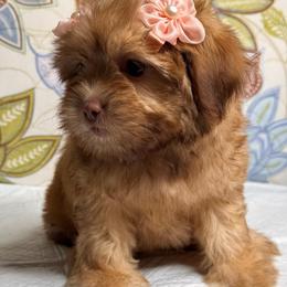 Bailey - Red female Maltipoo puppy in Bakersfield, California from Silvia's Maltipoos