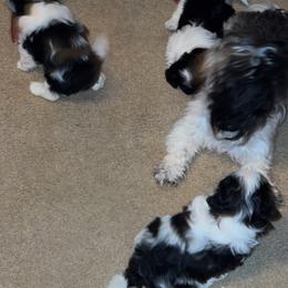 Shih Tzu Puppies from Adams Pawsitive Pawfection