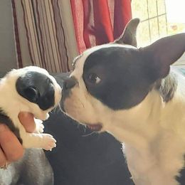Boston Terrier Puppies from Big Sky Bostons
