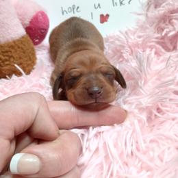 Dachshund Puppies from Dachshund Darlins