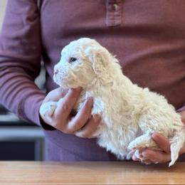 Boy 6 - Orange male Lagotto Romagnolo puppy in Sugar Valley, Georgia from Pinnacle Farm and Kennel