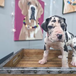 Sybil - Harlequin female Great Dane puppy in Granby, Missouri from HCR Great Danes