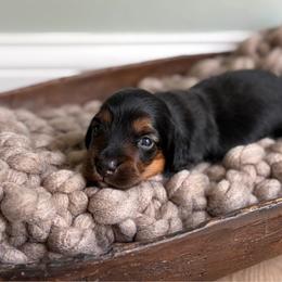 Spruce - Black and tan male Dachshund puppy in Granger, Indiana from Woodland Doxies